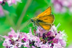 Small Skipper [Thymelicus sylvestris]