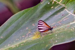 Togarna Hairstreak [Arawacus togarna]