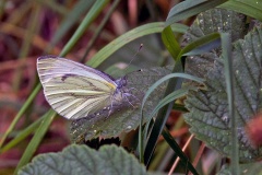 Green-veined White [Pieris napi]