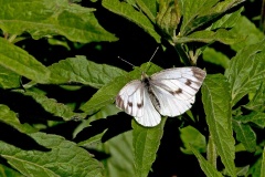 Green-veined White [Pieris napi]