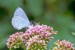 Holly Blue [Celastrina argiolus britanna]