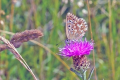 Chalk Hill Blue [Polyomattus coridon]