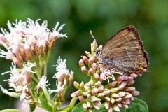 Purple Hairstreak [Favonius quercus]