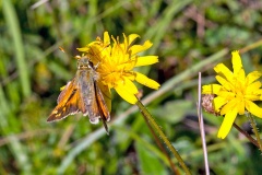 Silver-spotted Skipper [Hesperia comma]