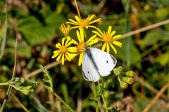 Small White [Pieris rapae]