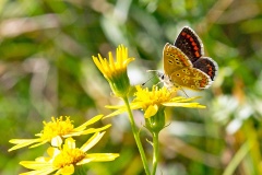 Brown Argus [Aricia agestis]
