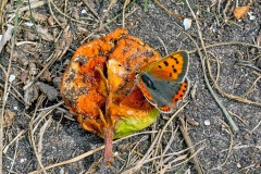 Small Copper [Lycaena phlaeas eleus]
