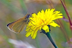 Essex Skipper [Thymelicus lineola]