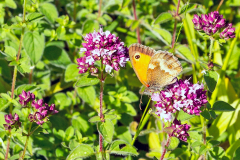 BUTTERFLIES - NYMPHALIDAE