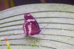 Great Eggfly [Hypolimnas bolina]