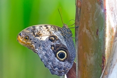 Pale Owl [Caligo memnon]