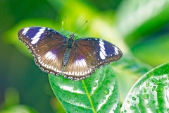 Great Eggfly [Hypolimnas bolina]