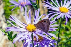 Meadow Brown [Maniola jurtina insularis]