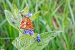 Gatekeeper [Pyronia tithonus britanniae]