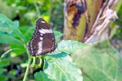 Great Eggfly [Hypolimnas bolina]