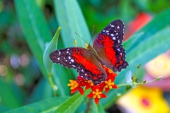 Scarlet Peacock [Anartia amathea]