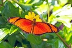 Juliette [Eueides aliphera]