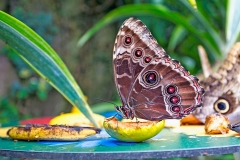 Peleides Blue Morpho [Morpho peleides]