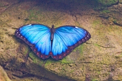 Peleides Blue Morpho [Morpho peleides]