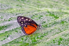Tiger Longwing [Heliconius hecale hecale]
