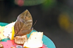 Indian Leafwing [Kallima paralekta]