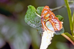 Malachite [Siproeta stelenes]