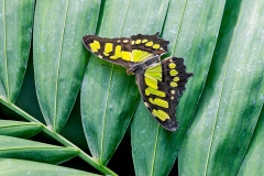 Malachite [Siproeta stelenes]