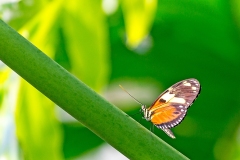Tiger Longwing [Heliconius hecale melicerta]