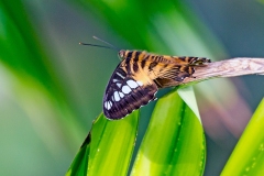 Clipper [Parthenos sylvia]