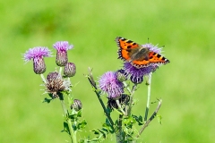 Small Tortoiseshell [Aglais urticae]