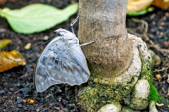 One-spotted Prepona [Archaeoprepona demophon]