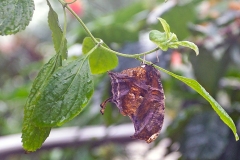 Tiger Leafwing [Consul fabius cecrops]