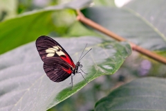 Doris Longwing [Heliconius doris]