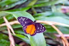 Tiger Longwing [Heliconius hecale hecale]