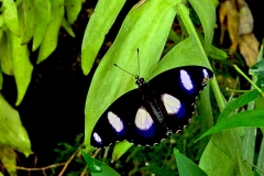 Great Eggfly [Hypolimnas bolina]