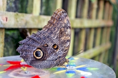 Forest Giant Owl [Caligo eurilochus]