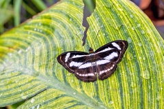 Common Sailer [Neptis hylas]