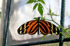Harmonia Tigerwing [Tithorea harmonia]