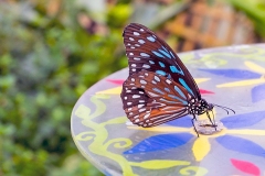 Dark Blue Tiger [Tirumala septentrionis]