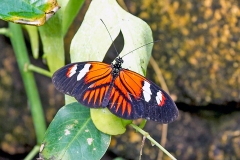Postman [Heliconius melpomene malleti]