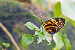 Harmonia Tigerwing [Tithorea harmonia]