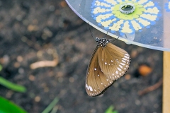Common Crow [Euploea core]