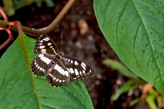 Common Sergeant [Athyma perius]
