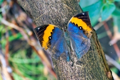 Indian Leafwing [Kallima paralekta]