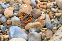 Small Tortoiseshell [Aglais urticae]