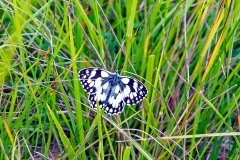 Marbled White [Melanargia galathea serena]