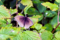 Meadow Brown [Maniola jurtina insularis]