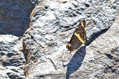 Table Mountain Beauty [Aeropetes tulbaghia]