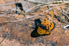 Light-red Acraea [Acraea nohara]