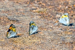 Yellow Pansy [Junonia hierta cebrene]